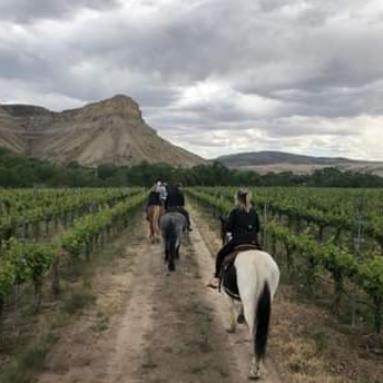 Horseback ride through Palisade Vineyard